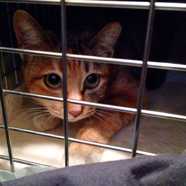 f:id:akiyochan15:20160329123746j:image:w450