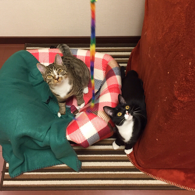 f:id:akiyochan15:20160410171136j:image:w400 f:id:akiyochan15:20160410171136j:image:w400