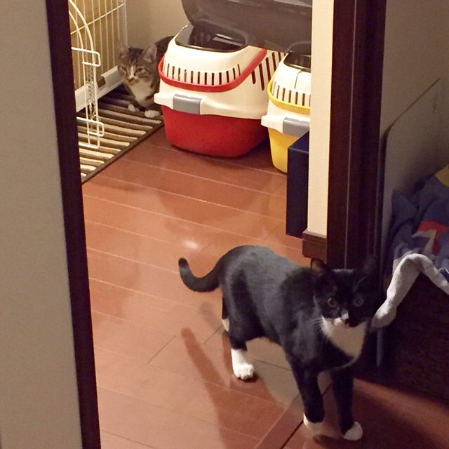 f:id:akiyochan15:20160410171138j:image:w400 f:id:akiyochan15:20160410171138j:image:w400