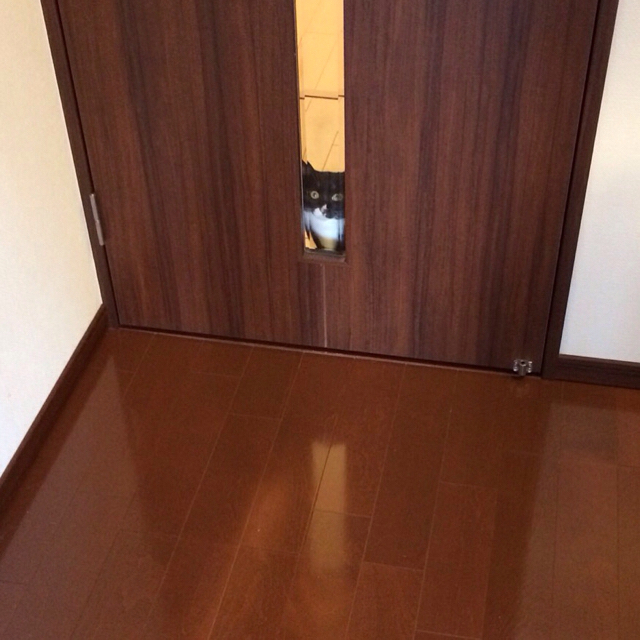 f:id:akiyochan15:20160410171139j:image:w400 f:id:akiyochan15:20160410171139j:image:w400