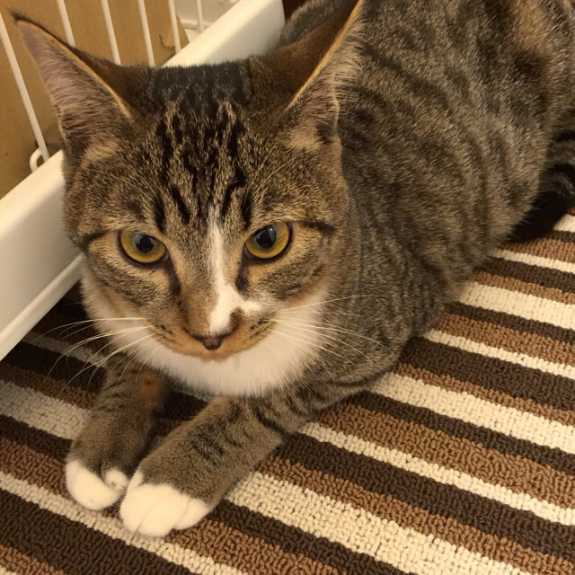 f:id:akiyochan15:20160410171141j:image:w400 f:id:akiyochan15:20160410171141j:image:w400