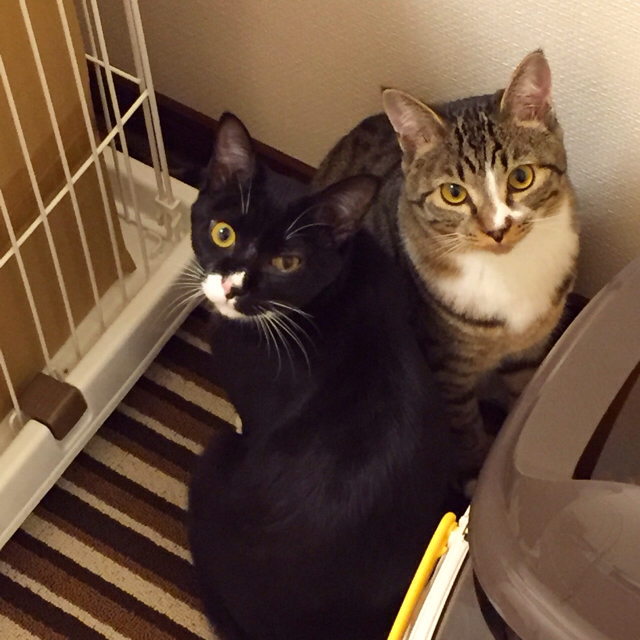 f:id:akiyochan15:20160410171143j:image:w400 f:id:akiyochan15:20160410171143j:image:w400