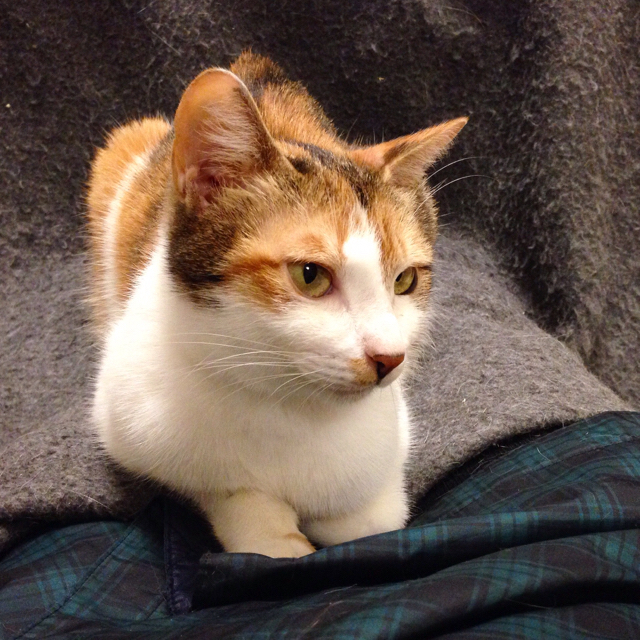 f:id:akiyochan15:20160412162403j:image:w400 f:id:akiyochan15:20160412162403j:image:w400