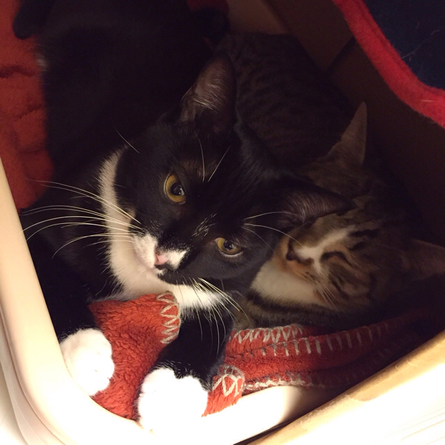 f:id:akiyochan15:20160412164604j:image:w400 f:id:akiyochan15:20160412164604j:image:w400