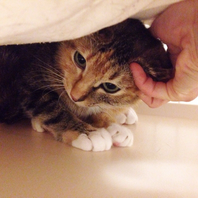 f:id:akiyochan15:20160502014549j:image:w500 f:id:akiyochan15:20160502014549j:image:w500