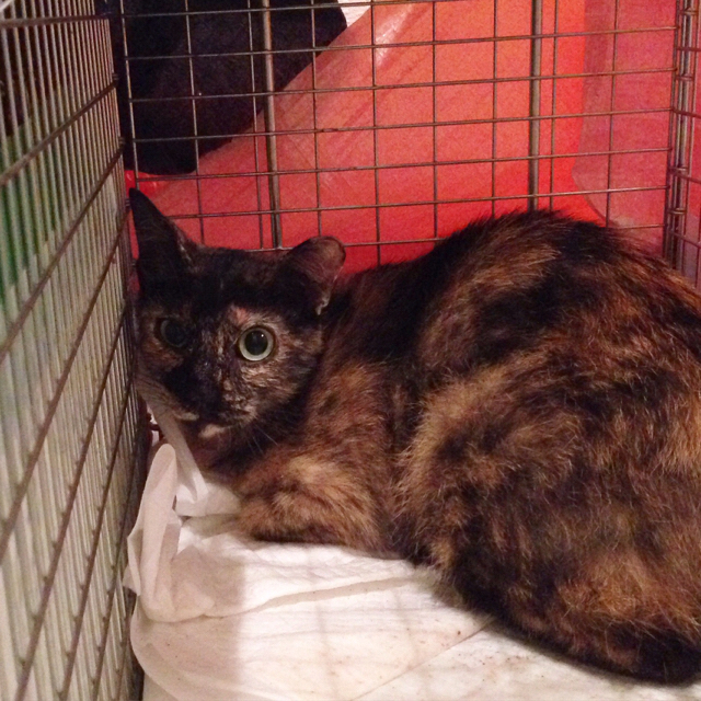 f:id:akiyochan15:20160601152127j:image:w500 f:id:akiyochan15:20160601152127j:image:w500