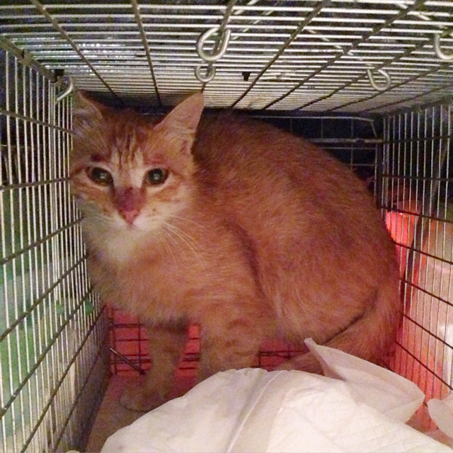 f:id:akiyochan15:20160601152129j:image:w500 f:id:akiyochan15:20160601152129j:image:w500