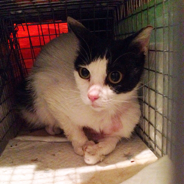 f:id:akiyochan15:20160601152130j:image:w500 f:id:akiyochan15:20160601152130j:image:w500