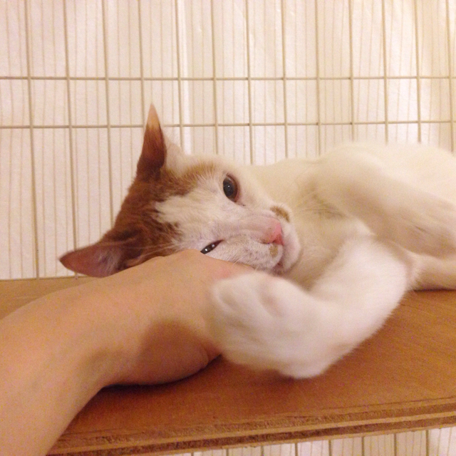 f:id:akiyochan15:20160628130611j:image:w500 f:id:akiyochan15:20160628130611j:image:w500