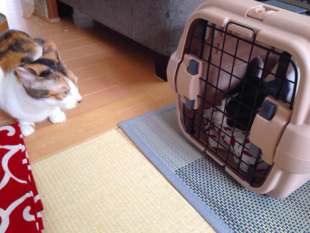 f:id:akiyochan15:20160719125218j:image:w518 f:id:akiyochan15:20160719125218j:image:w518