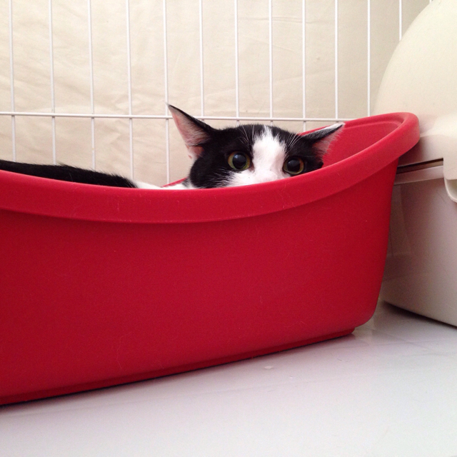 f:id:akiyochan15:20160719125221j:image:w500 f:id:akiyochan15:20160719125221j:image:w500