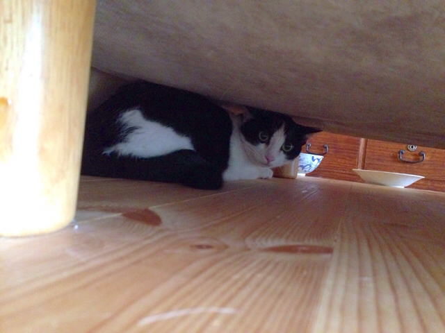 f:id:akiyochan15:20160726192409j:image:w518