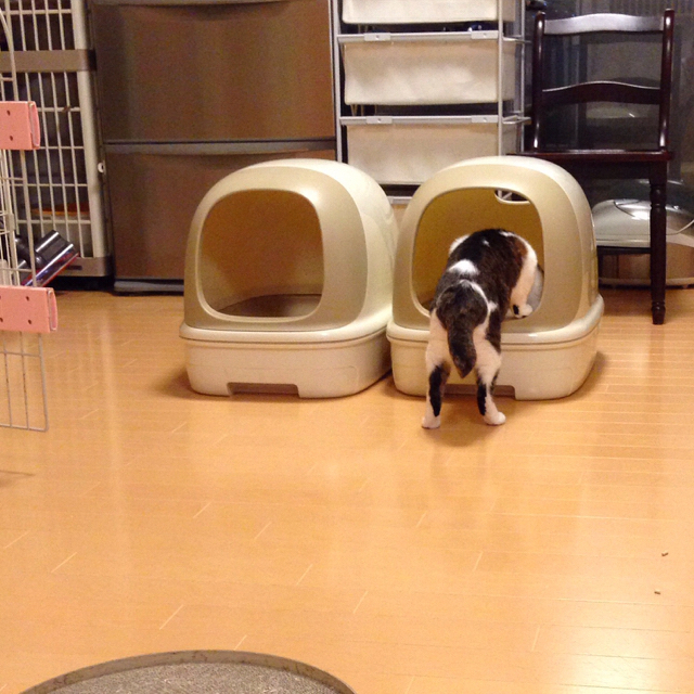 f:id:akiyochan15:20160726192411j:image:w500