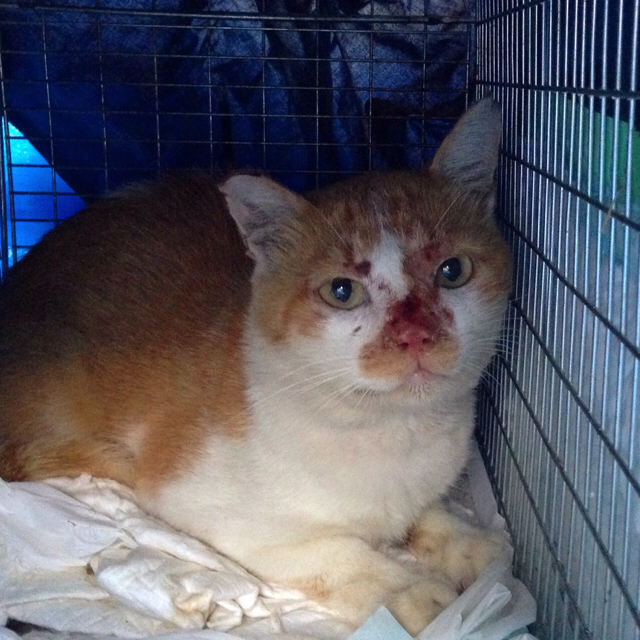 f:id:akiyochan15:20160801200808j:image:w500 f:id:akiyochan15:20160801200808j:image:w500