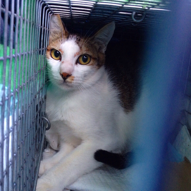 f:id:akiyochan15:20160801200809j:image:w500 f:id:akiyochan15:20160801200809j:image:w500