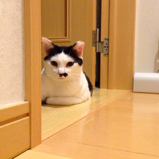 f:id:akiyochan15:20160808204540j:image:w500