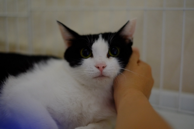 f:id:akiyochan15:20160811031807j:image:w518