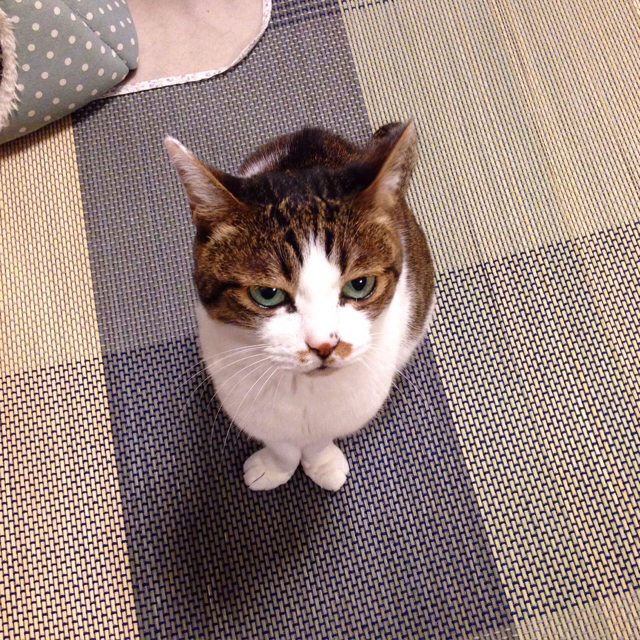 f:id:akiyochan15:20160811031844j:image:w500