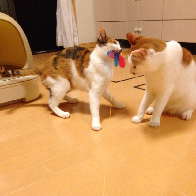 f:id:akiyochan15:20160817014254j:image:w500