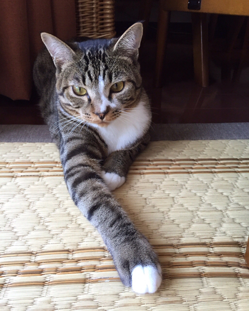 f:id:akiyochan15:20160817014259j:image:w450