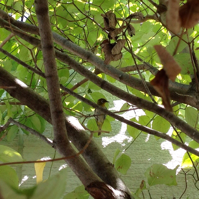 f:id:akiyochan15:20160828213541j:image:w500