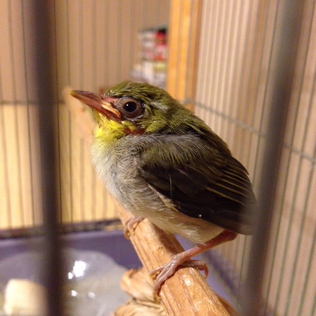 f:id:akiyochan15:20160828213652j:image:w500