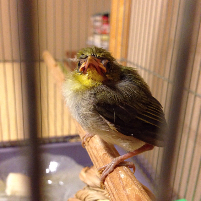 f:id:akiyochan15:20160828213653j:image:w500