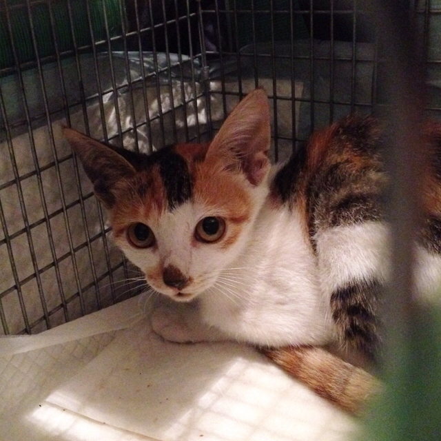 f:id:akiyochan15:20160829001815j:image:w500 f:id:akiyochan15:20160829001815j:image:w500