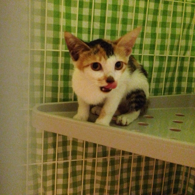 f:id:akiyochan15:20160829114546j:image:w500 f:id:akiyochan15:20160829114546j:image:w500