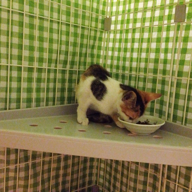 f:id:akiyochan15:20160829114548j:image:w500 f:id:akiyochan15:20160829114548j:image:w500