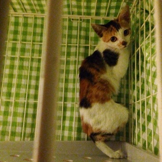 f:id:akiyochan15:20160829114549j:image:w500 f:id:akiyochan15:20160829114549j:image:w500