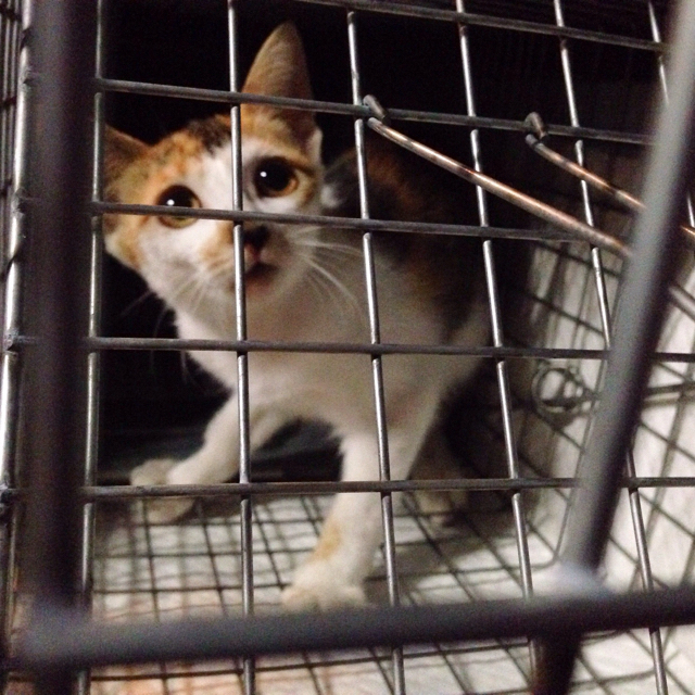 f:id:akiyochan15:20160829114551j:image:w500 f:id:akiyochan15:20160829114551j:image:w500