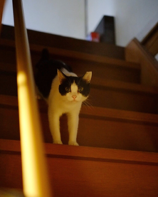 f:id:akiyochan15:20160905130509j:image:w400 f:id:akiyochan15:20160905130509j:image:w400