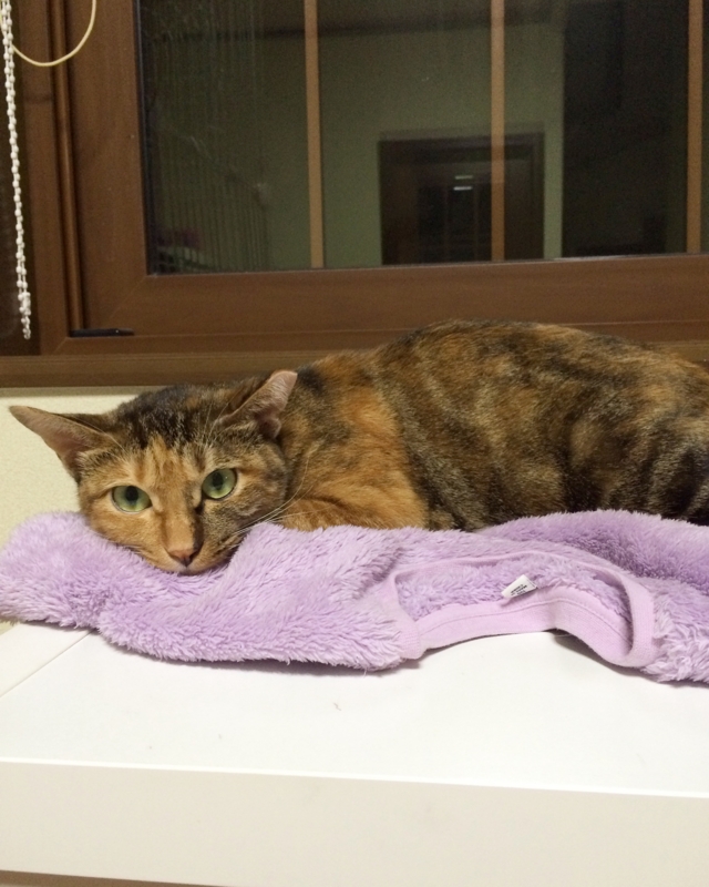 f:id:akiyochan15:20160913131835j:image:w389