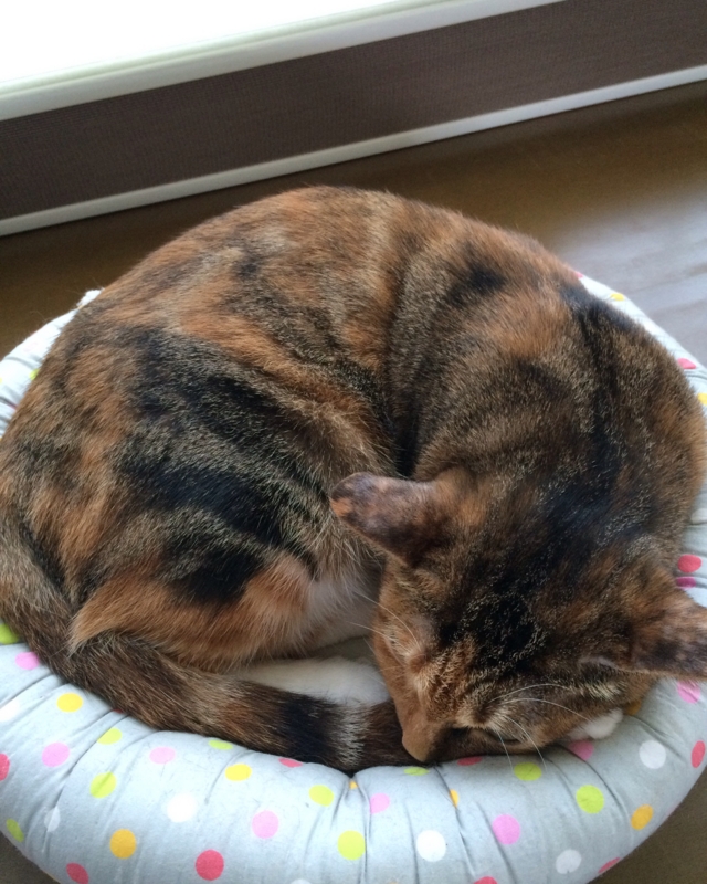 f:id:akiyochan15:20160913131847j:image:w389