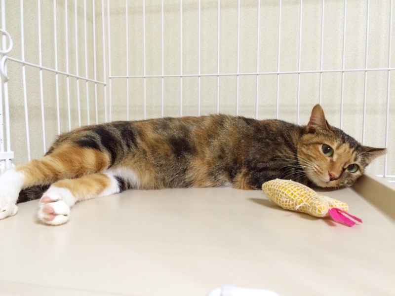 f:id:akiyochan15:20160913131900j:image:w518