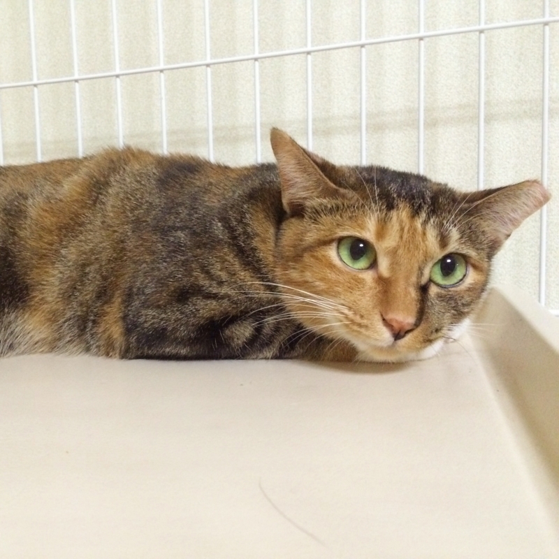 f:id:akiyochan15:20160913131927j:image:w518