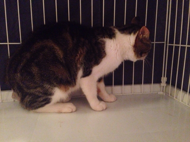 f:id:akiyochan15:20160928161808j:image:w518