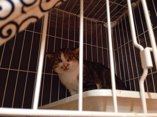 f:id:akiyochan15:20160928161809j:image:w518