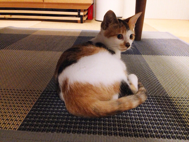 f:id:akiyochan15:20160928161810j:image:w518