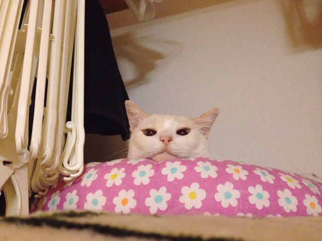 f:id:akiyochan15:20161011004140j:image:w500 f:id:akiyochan15:20161011004140j:image:w500