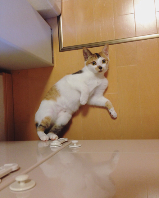 f:id:akiyochan15:20161011004230j:image:w389 f:id:akiyochan15:20161011004230j:image:w389