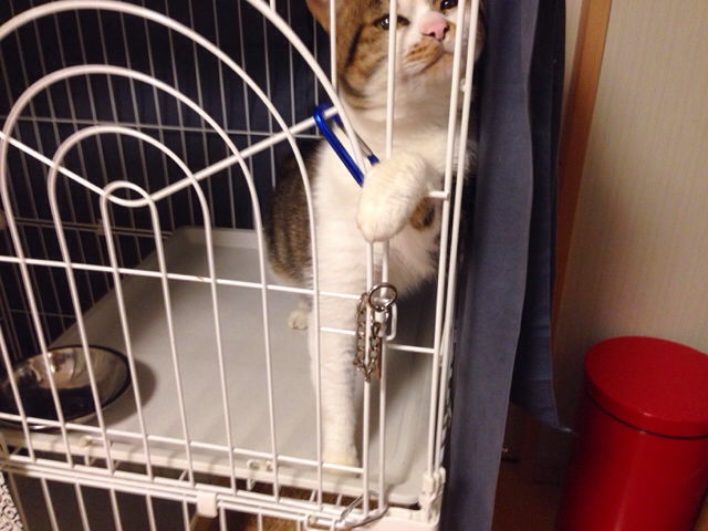 f:id:akiyochan15:20161017151905j:image:w518 f:id:akiyochan15:20161017151905j:image:w518