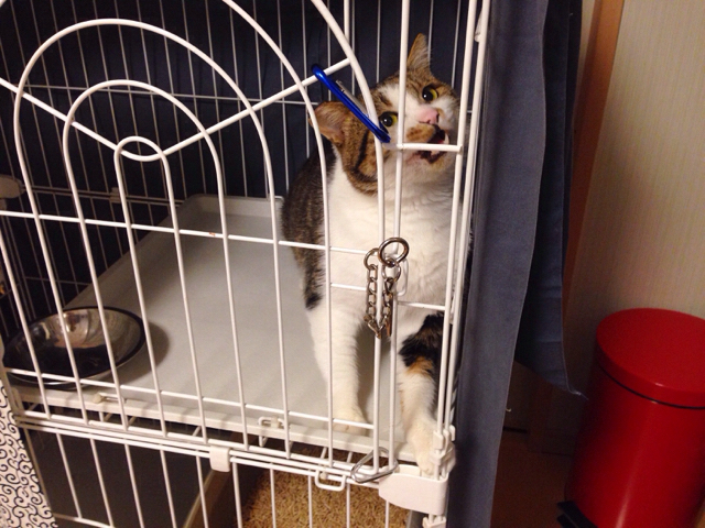 f:id:akiyochan15:20161017151908j:image:w518 f:id:akiyochan15:20161017151908j:image:w518