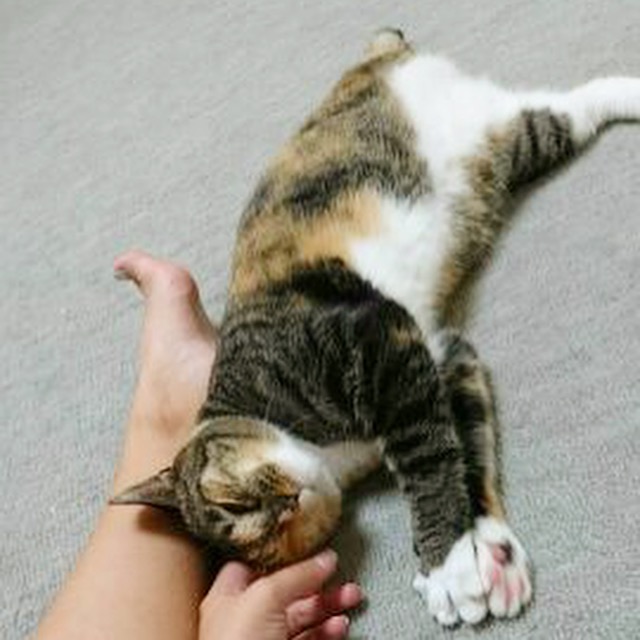 f:id:akiyochan15:20161017151939j:image:w350 f:id:akiyochan15:20161017151939j:image:w350