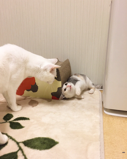 f:id:akiyochan15:20161024163457j:image:w389 f:id:akiyochan15:20161024163457j:image:w389