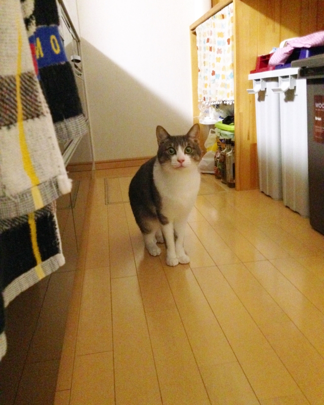 f:id:akiyochan15:20161105182124j:image:w389