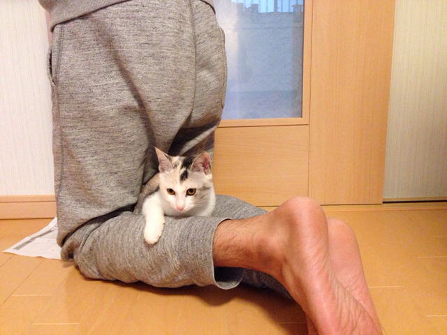 f:id:akiyochan15:20161107132731j:image:w518