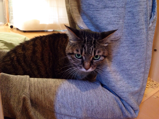 f:id:akiyochan15:20161107132733j:image:w518