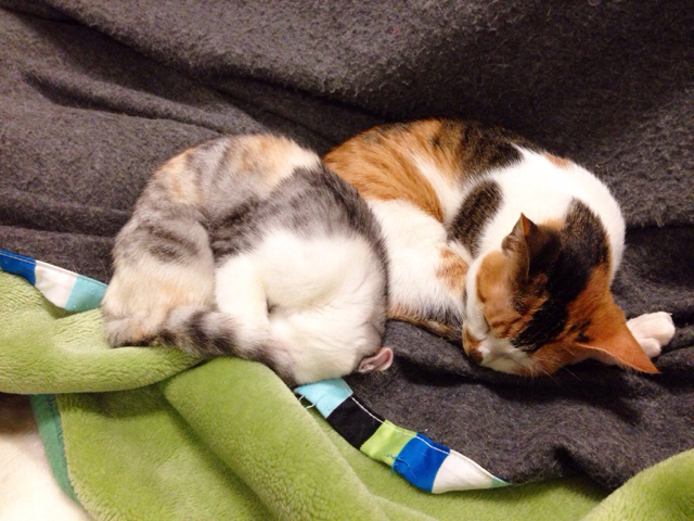 f:id:akiyochan15:20161107132829j:image:w589